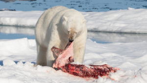 polar bear standing on ice sheet eating another polar bear