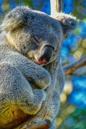 koala bear sleeping in a tree