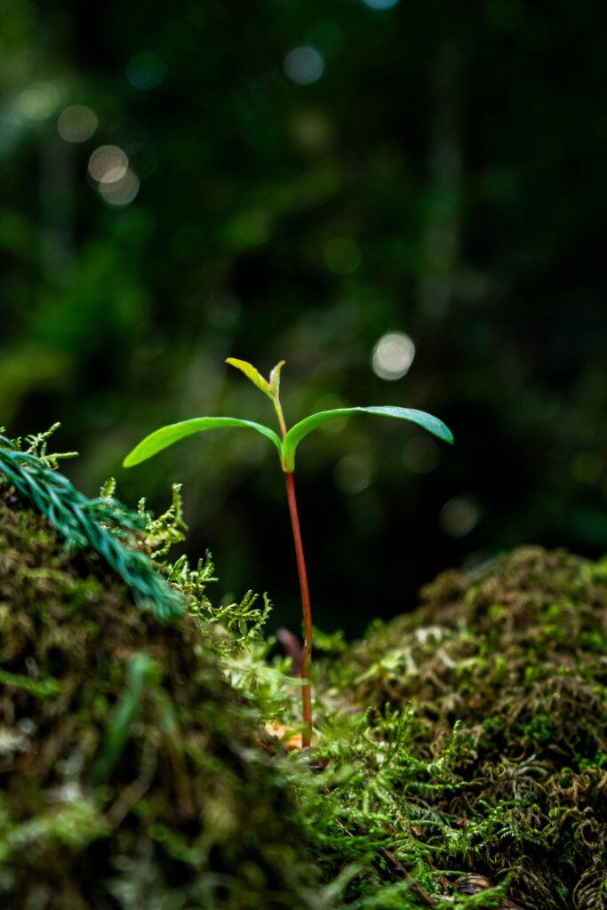 The hardiness of plants – an inspiration of hope